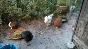 poules et lapins