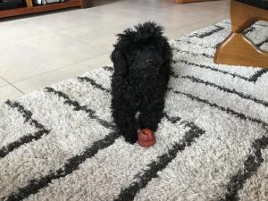 Elvis