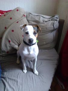 chipie