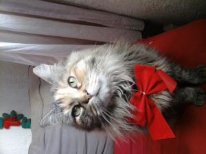 mimi
