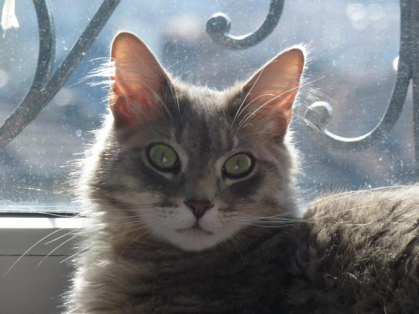 Lilas