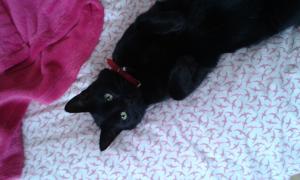 Jasper