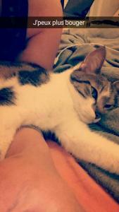 Lady