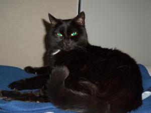 Bagheera