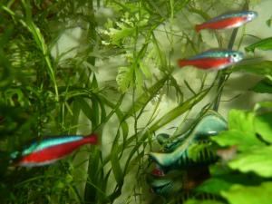 bubulles