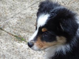 Lyona