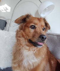 Simba