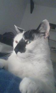 Titi