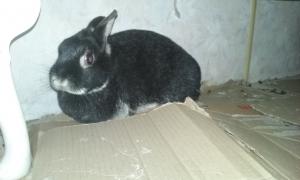 Lapuce