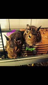 Pago et Chulo