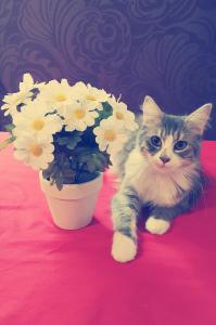 Maïa
