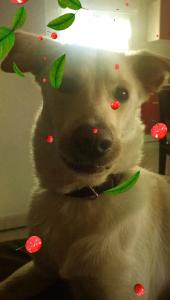 Hoshi