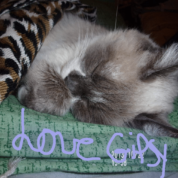 Gipsy défunt