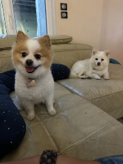 Roméo &amp;Juliette