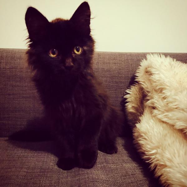 Merlin