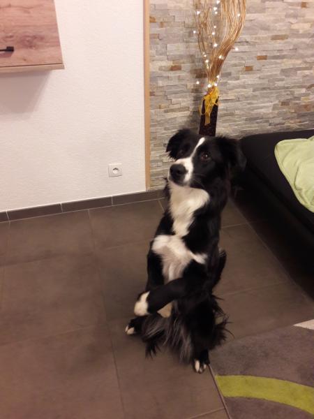 Laiko