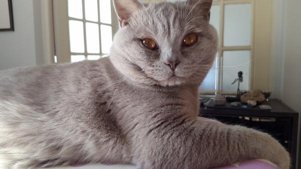 MILO
