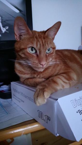 Isidor