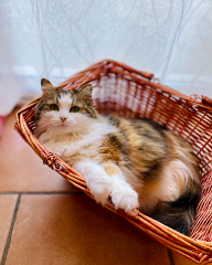 Minette