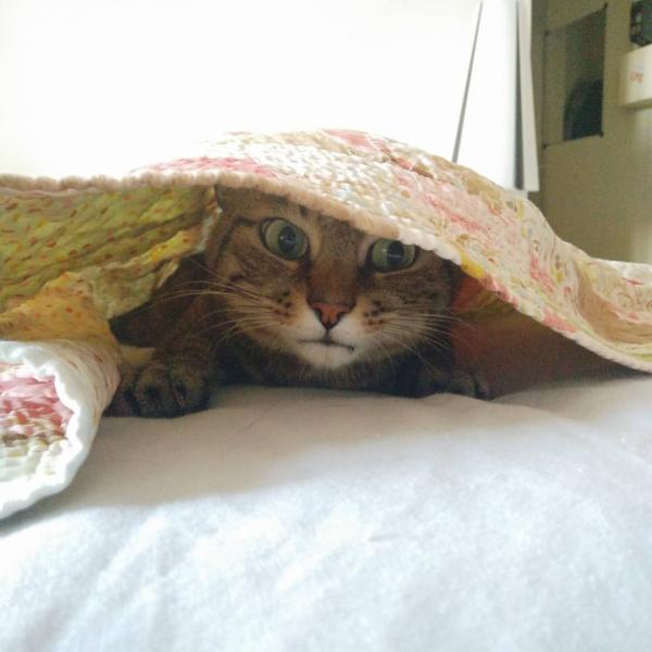 Indi