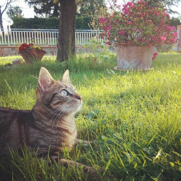 Chaton
