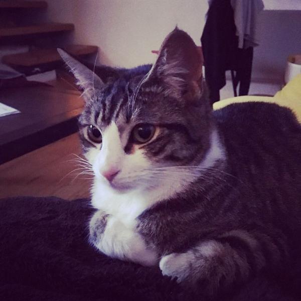Chouquette