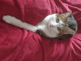 Misty