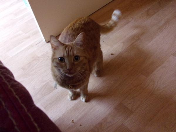 Minette