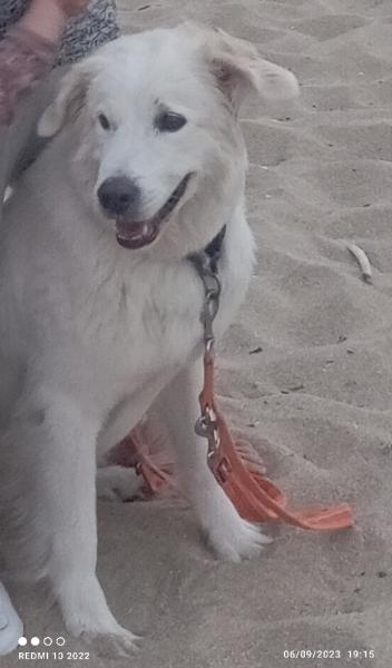 meg