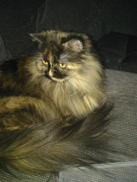 Frimousse