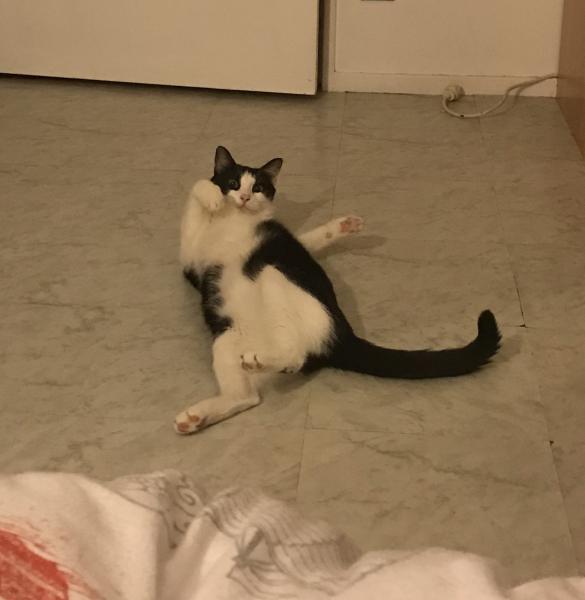Hercule