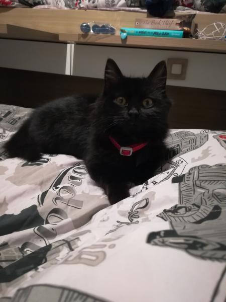 Micia