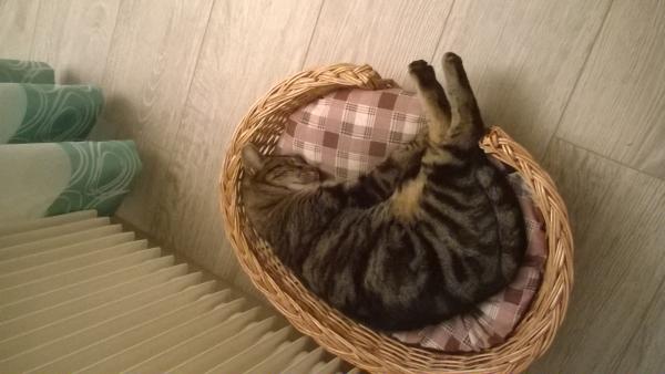 Minette