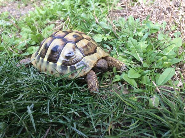monsieur Tortue