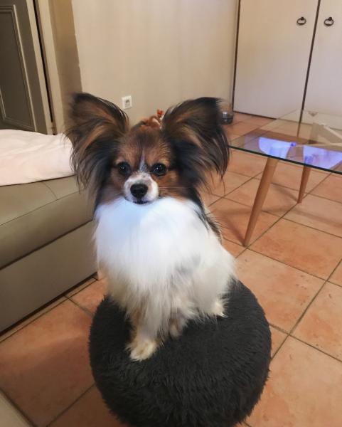 Maya