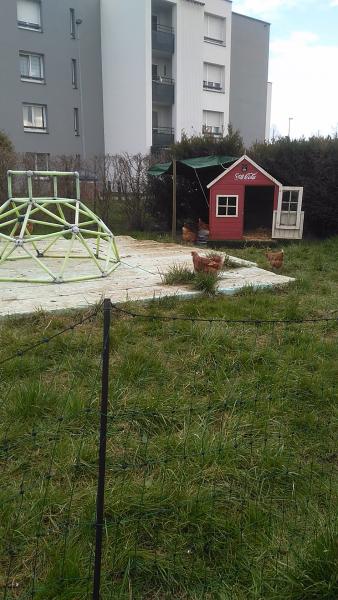 Les poules