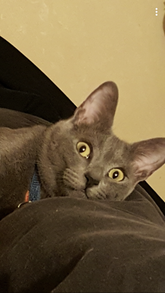 Jafar