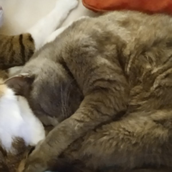 Cachou