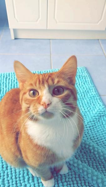 Mushu