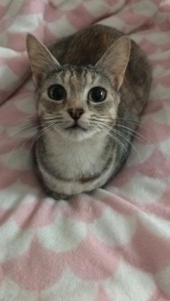 Perle