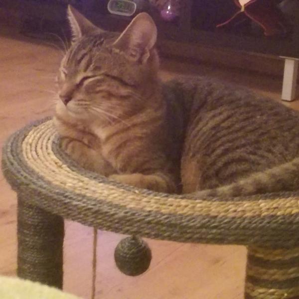 Minou
