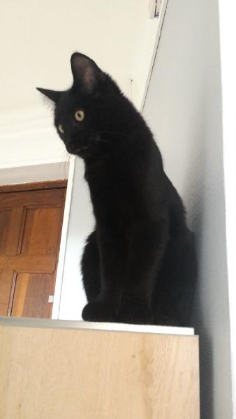 Nyaz
