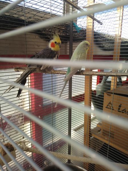 Bijoux et ruby