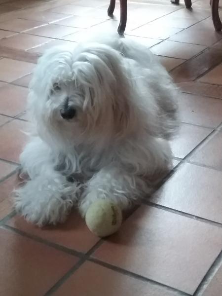 Jingly