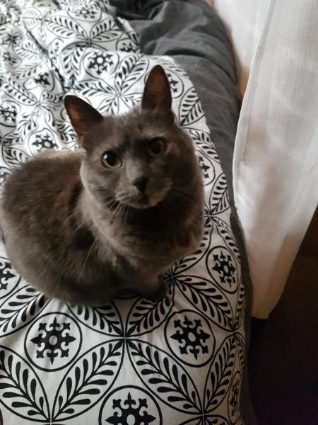 Frimousse