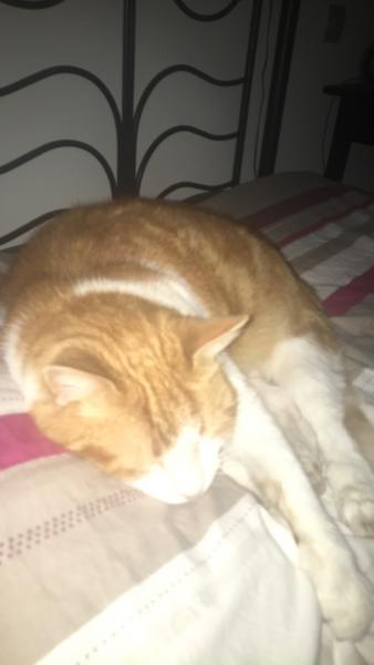 Caramel