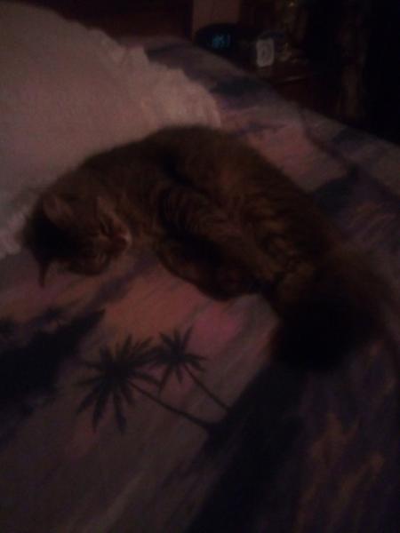 Tigrou