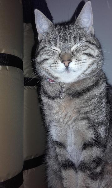 Choupette