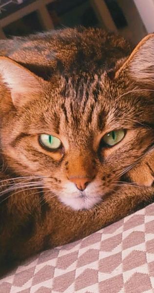 Tigrette