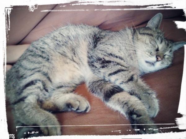 Mimiss